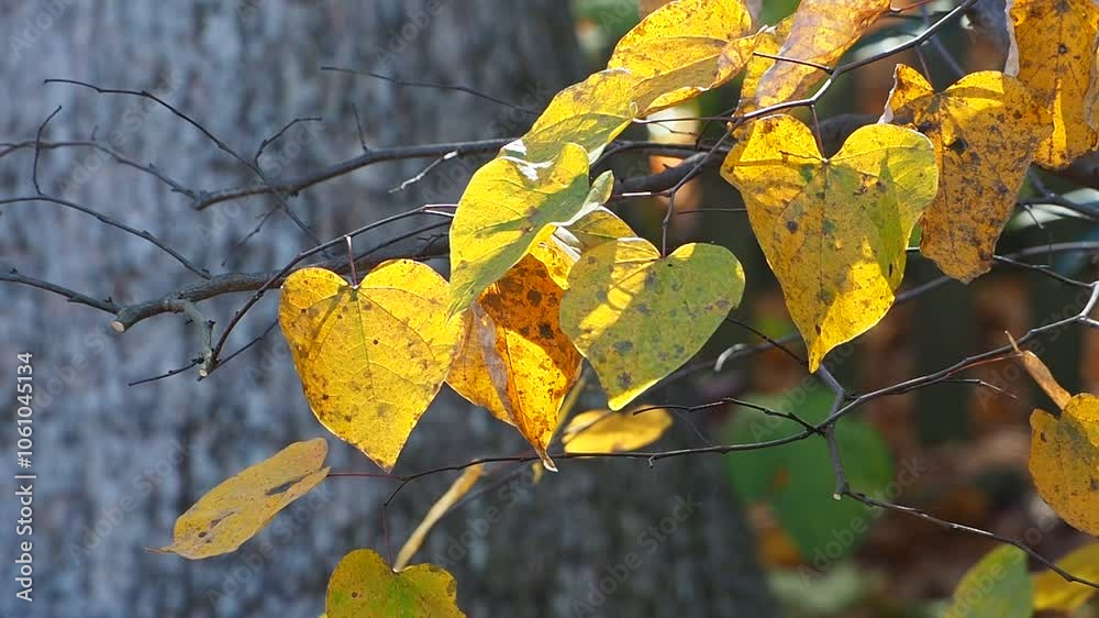 redbud fall foliage