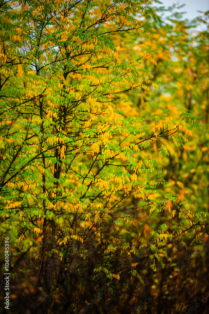 Landscape with beautiful and mystery trees, yellow and orange leaves on tree.Landscape photography in the woodlands, misty and foggy weather .Forest at autumn morning , trees in the forest Landscape with beautiful and mystery trees, yellow and orange leaves on tree.Landscape photography in the woodlands, misty and foggy weather .Forest at autumn morning , trees in the forest