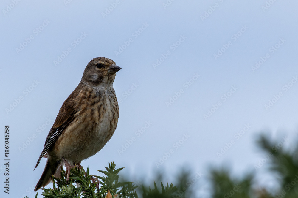 Female Linnet (Linaria cannabina) – Commonly found in grasslands, spotted at Turvey Nature Reserve, Dublin Female Linnet (Linaria cannabina) – Commonly found in grasslands, spotted at Turvey Nature Reserve, Dublin
