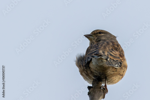 Female Linnet (Linaria cannabina) – Commonly found in grasslands, spotted at Turvey Nature Reserve, Dublin photo