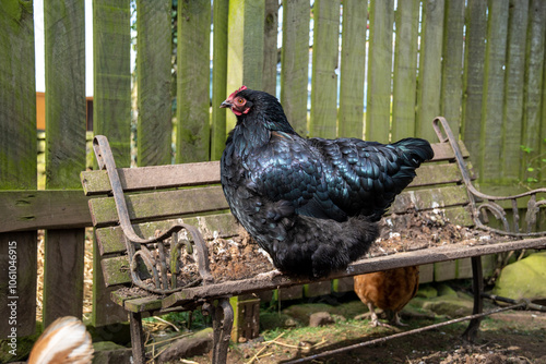 Poule Cochin noire debout sur un banc