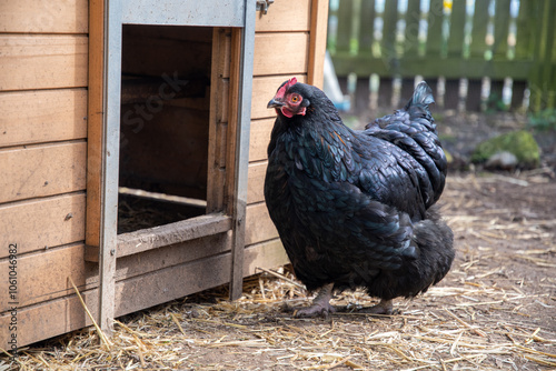 Poule Cochin noire devant l'entrée du poulailler photo