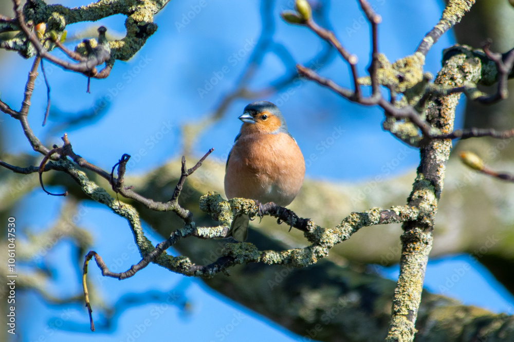 Pinson des arbres mâle (Fringilla coelebs) sur une branche dans un arbre, avec un ciel bleu d'été en arrière-plan Pinson des arbres mâle (Fringilla coelebs) sur une branche dans un arbre, avec un ciel bleu d'été en arrière-plan