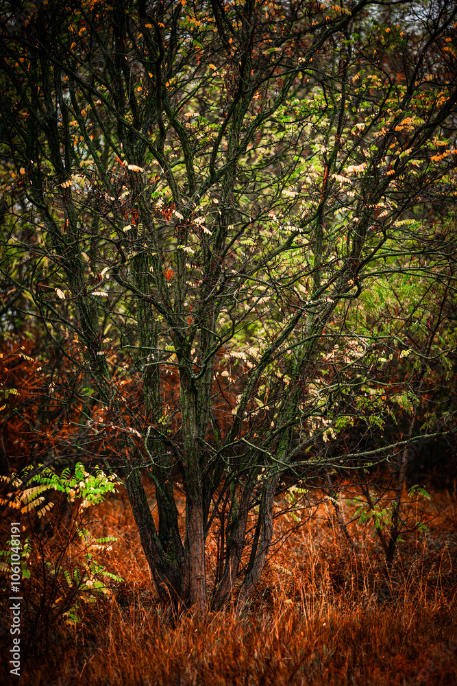 Naklejka premium Foggy in the forest,autumn morning .Photo in the rainy and foggy weather, beautiful landscape photo, yellow and red colors .Clouds in the sky,mystery nature.Fog over the forest . Beautiful wild place