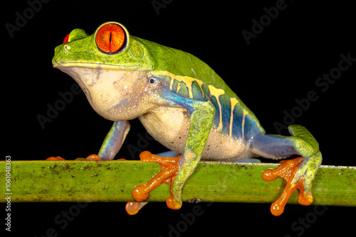 Obraz na płótnie Red-eyed tree frog (Agalychnis callidryas, commonly known as the red-eyed leaf frog), Costa Rica, Sarapiqui region. Selective focus on frog's eyes w salonie