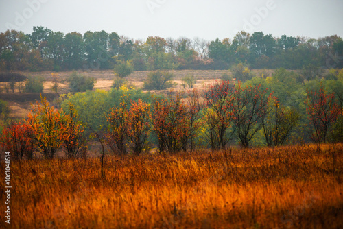 Foggy in the forest,autumn morning .Photo in the rainy and foggy weather, beautiful landscape photo, yellow and red colors .Clouds in the sky,mystery nature.Fog over the forest . Beautiful wild place