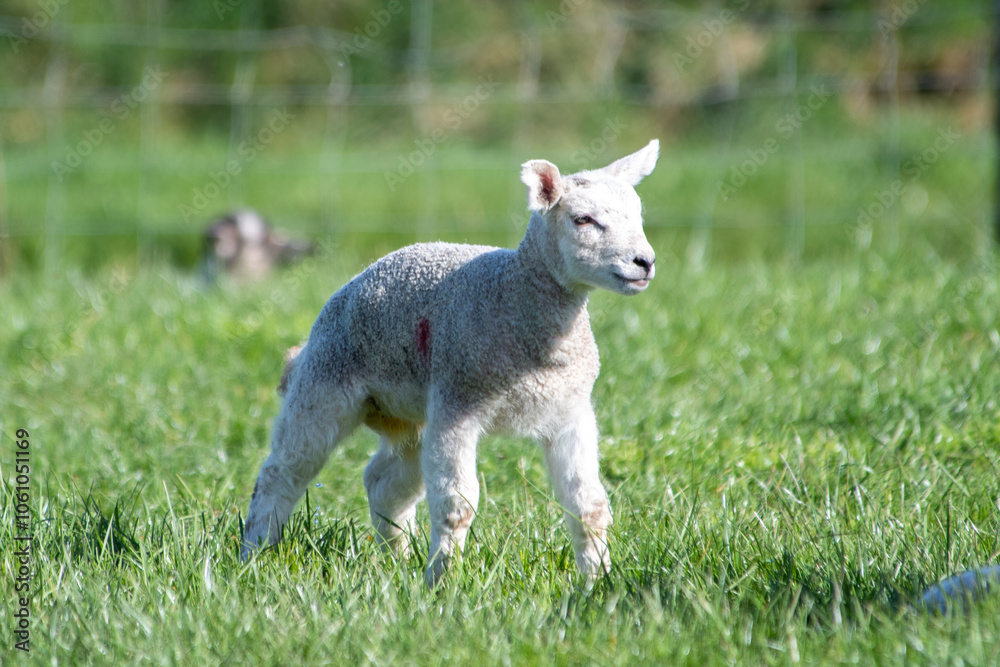 Agneau mignon en pâture, un matin de printemps Agneau mignon en pâture, un matin de printemps