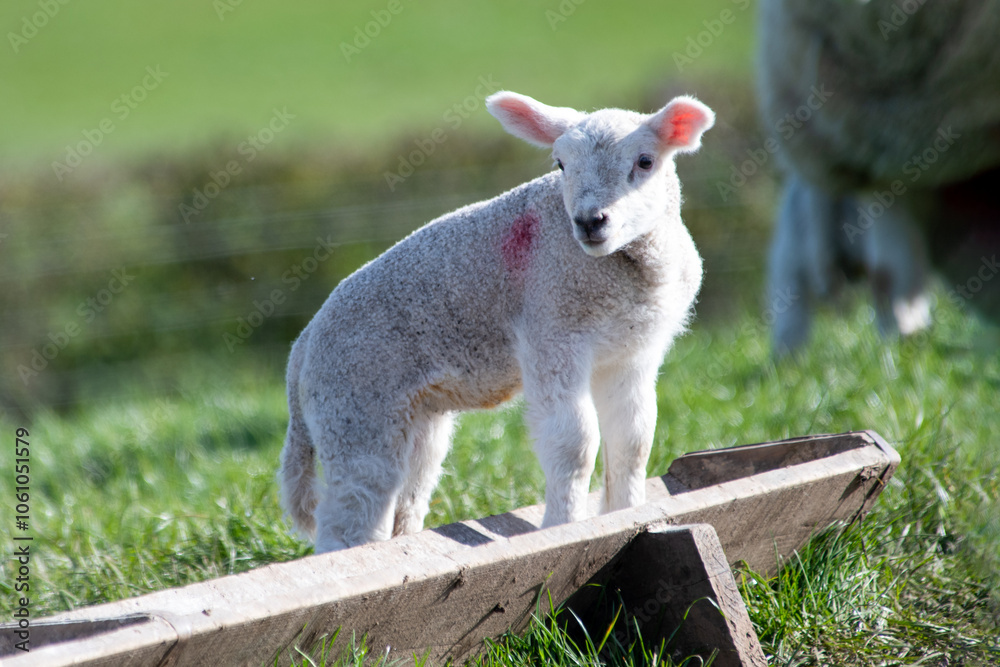 Obraz premium Agneau mignon en pâture, un matin de printemps