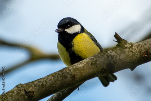 Mésange noire dans un arbre