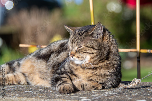 Chat de gouttière en train de dormir au soleil photo