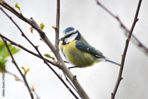 Mésange bleue dans des branchages