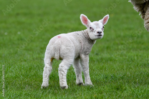 Agneau mignon en pâture, un matin de printemps