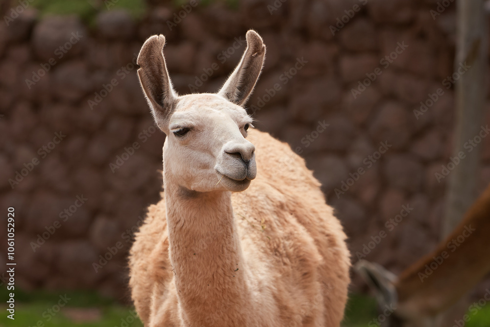 Llamas are domesticated animals that have been used by Andean cultures for centuries as pack animals and for their wool. They belong to the camelid family, which is also referred to as Llamas are domesticated animals that have been used by Andean cultures for centuries as pack animals and for their wool. They belong to the camelid family, which is also referred to as