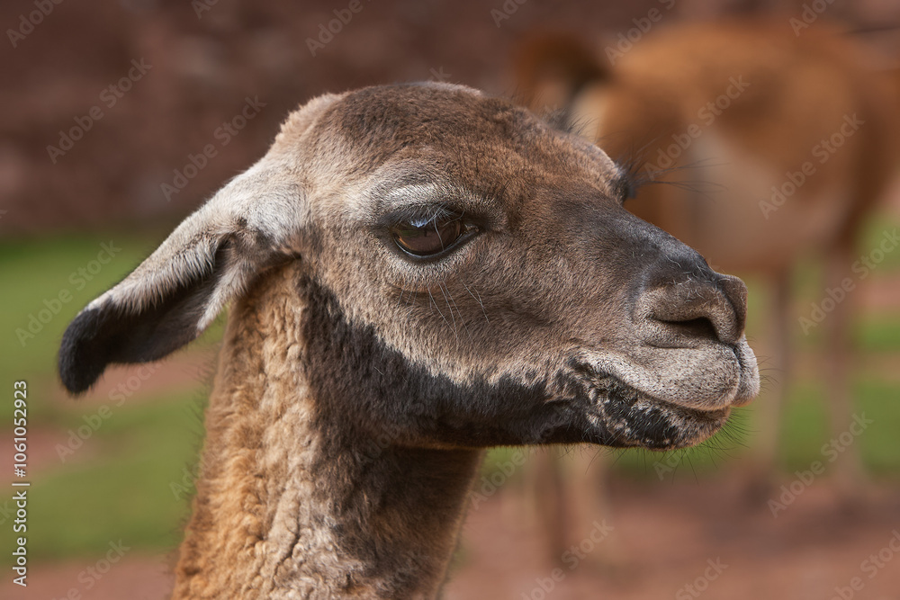Obraz premium Llamas are domesticated animals that have been used by Andean cultures for centuries as pack animals and for their wool. They belong to the camelid family, which is also referred to as