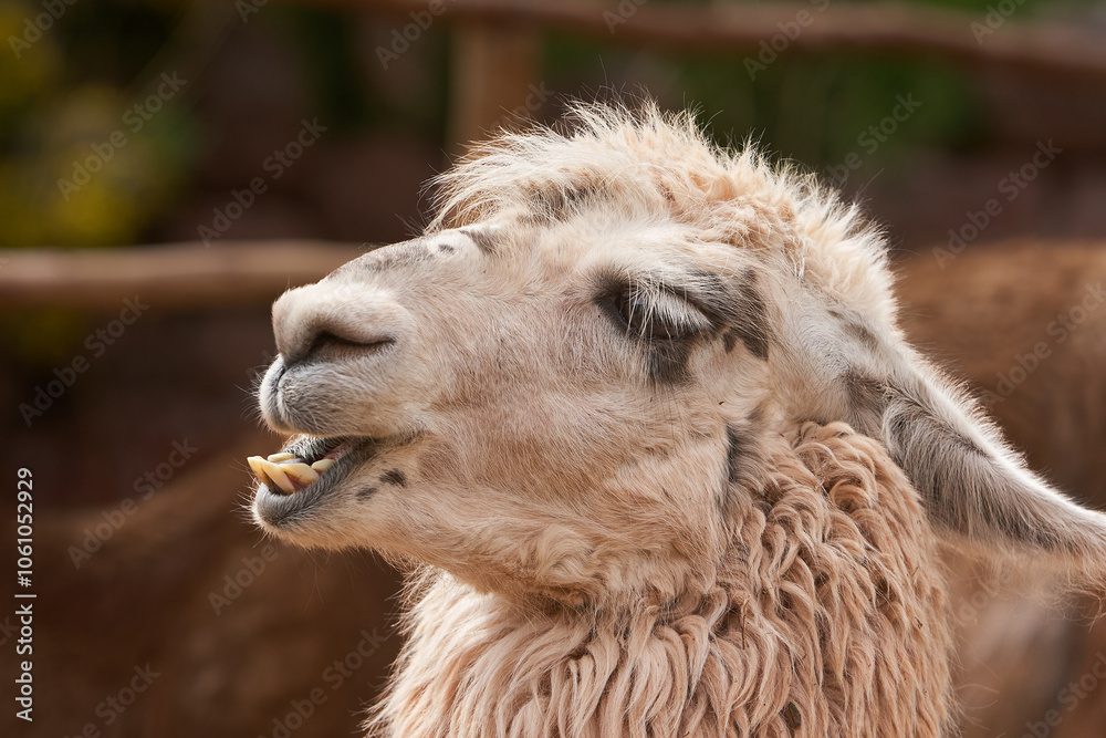 Obraz premium Llamas are domesticated animals that have been used by Andean cultures for centuries as pack animals and for their wool. They belong to the camelid family, which is also referred to as