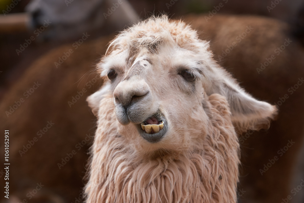 Obraz premium Llamas are domesticated animals that have been used by Andean cultures for centuries as pack animals and for their wool. They belong to the camelid family, which is also referred to as 