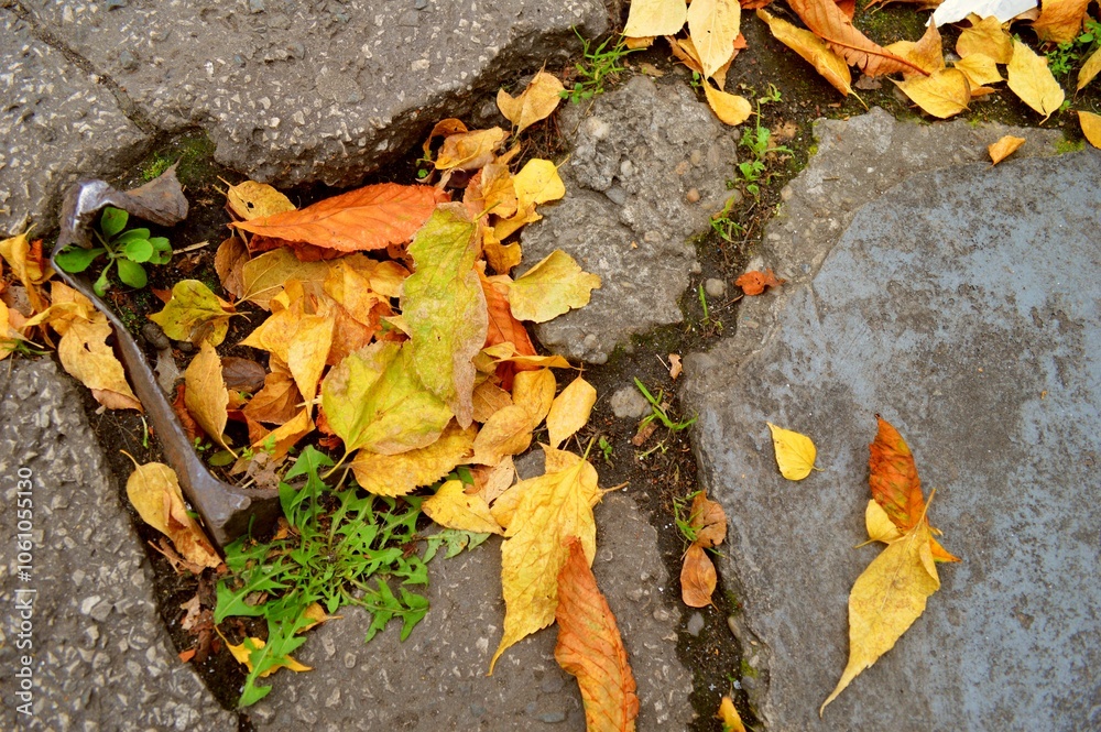 autumn leaves on the ground