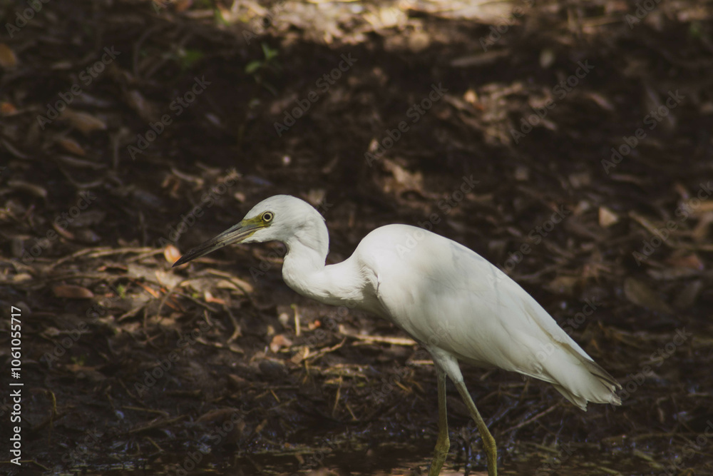 Birds of the Greater Tampa area Birds of the Greater Tampa area