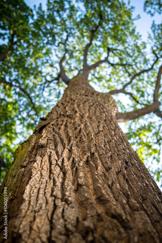 Obraz na plátně Huge oak tree trunk with spread crown, view from below