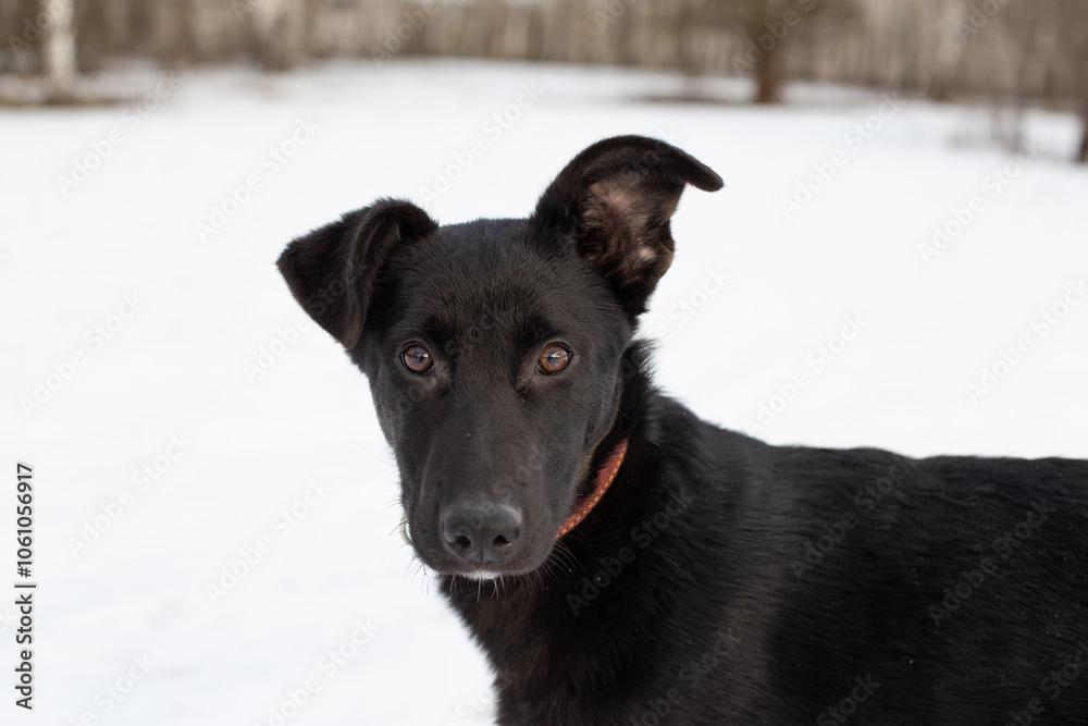 Portrait of a black puppy in winter against a background of snow Portrait of a black puppy in winter against a background of snow
