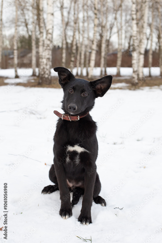 Portrait of a black puppy in winter against a background of snow Portrait of a black puppy in winter against a background of snow