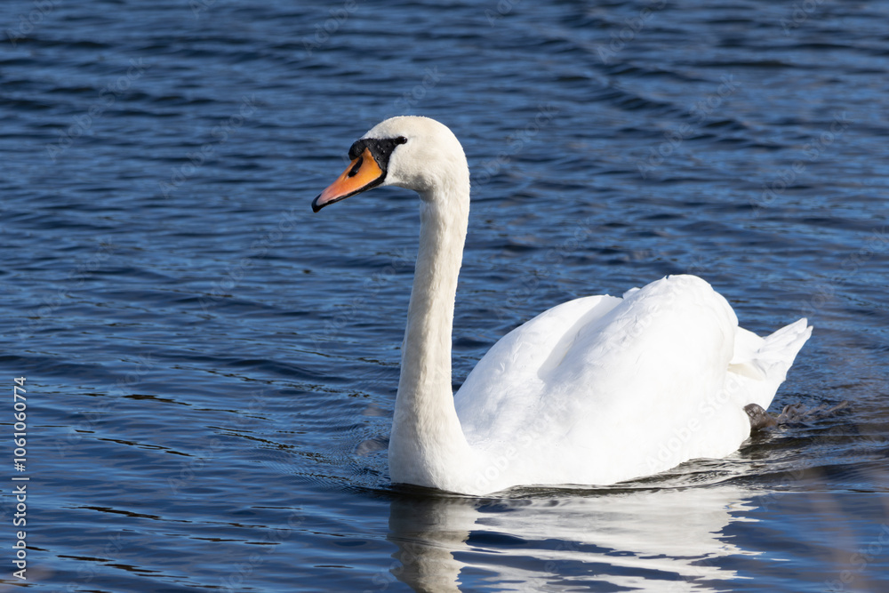 White Swan on the lake in Edinburgh Scotland, near Arthur's Seat. White Swan on the lake in Edinburgh Scotland, near Arthur's Seat.