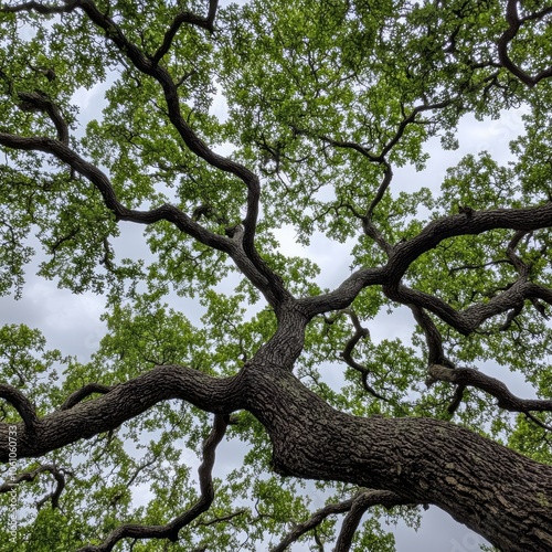 Low angle view of a large tree with thick branches reaching towards a cloudy sky.