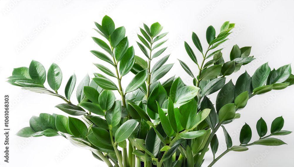 Zamioculcas leaves in a pot isolated white background Zamioculcas leaves in a pot isolated white background