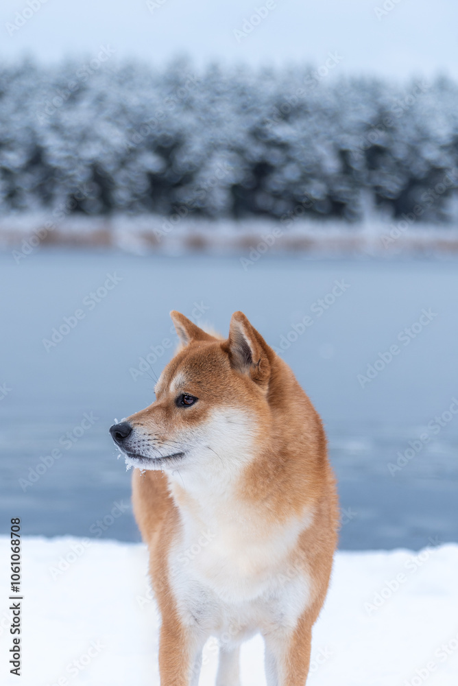 Portrait of red Shiba inu dog at Winter Portrait of red Shiba inu dog at Winter