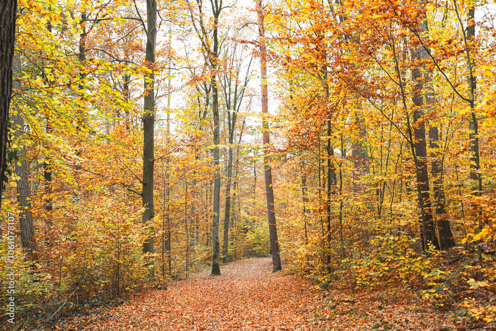 Obraz premium Herbst in Erlangen