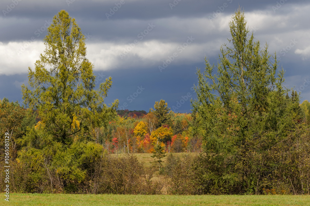 Fototapeta premium Autumn colors