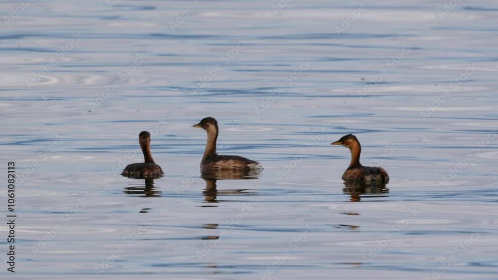 A Graceful Bird Swimming Elegantly in Calm, Serene Waters Surrounded by Natures Beauty A Graceful Bird Swimming Elegantly in Calm, Serene Waters Surrounded by Natures Beauty