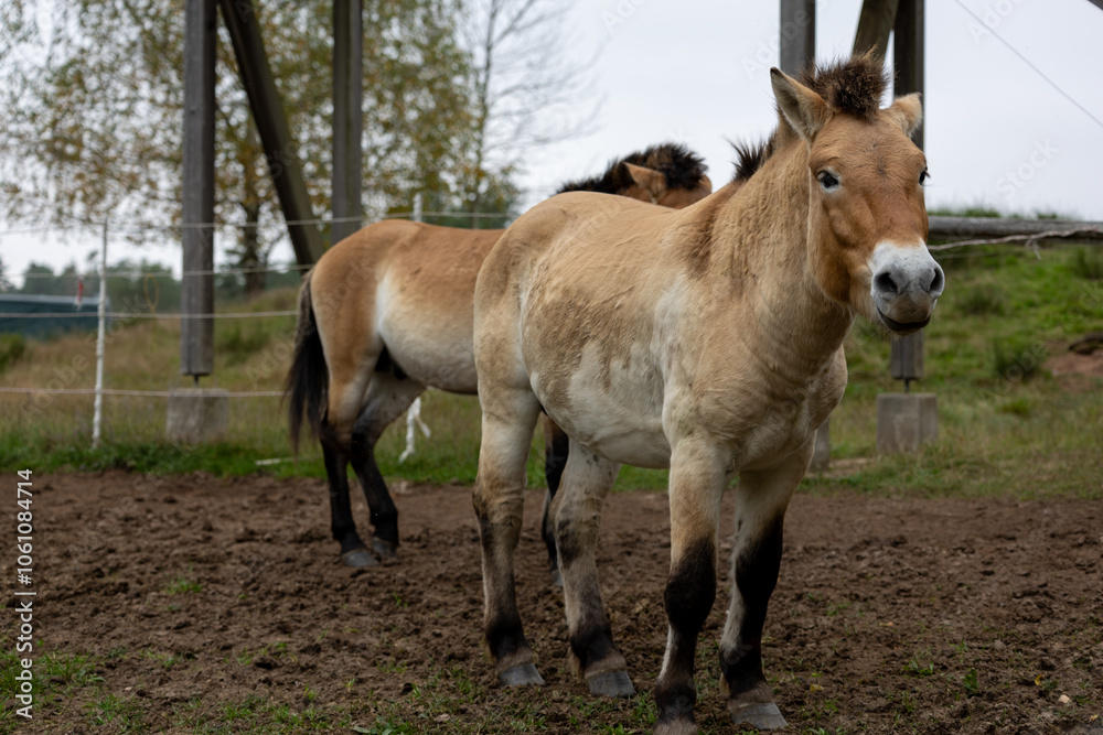 Obraz premium Herbst in Erlangen