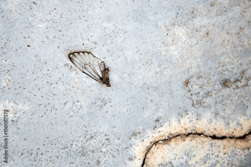 Uma asa de cigarra encontrada no chão de concreto. photo