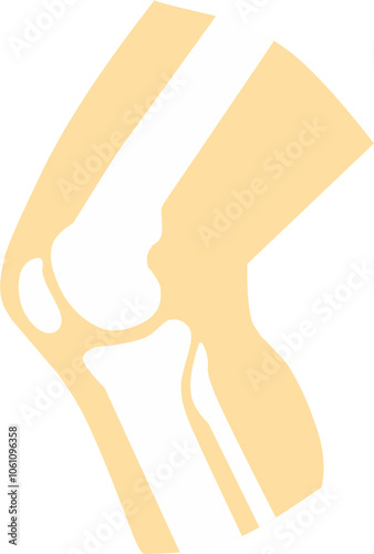 Knee femur joint anatomy illustration. Fit for medical education.