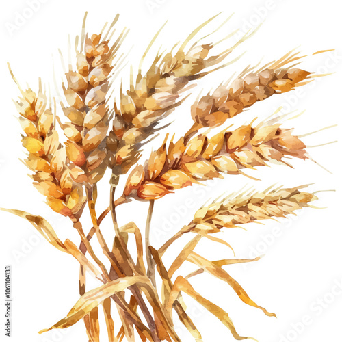 A watercolor vector of Wheat, isolated on a white background.