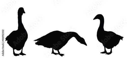 Family flock goose vector silhouette illustration isolated on background. Anser anser domesticus. Water bird. Domestic animal. Gander symbol. Shape goose shadow. Male with female goose organic food.