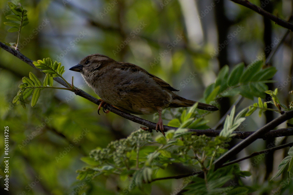 Fototapeta premium Sparrow on Branch