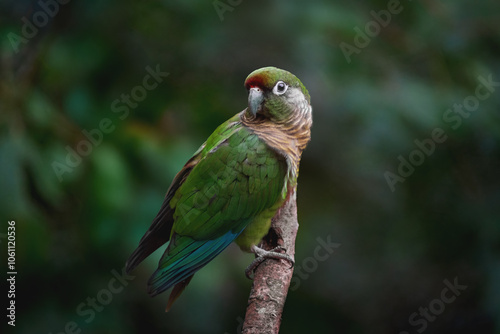 Maroon-bellied parakeet bird (Pyrrhura frontalis) photo