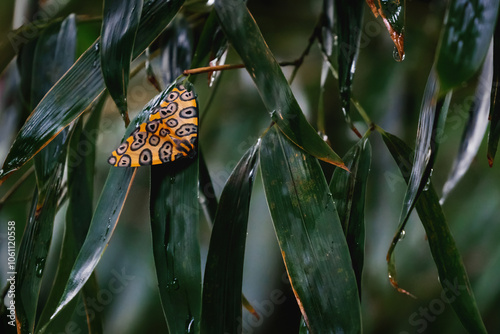 Colorful Leopard Moth (Pantherodes pardalaria) photo