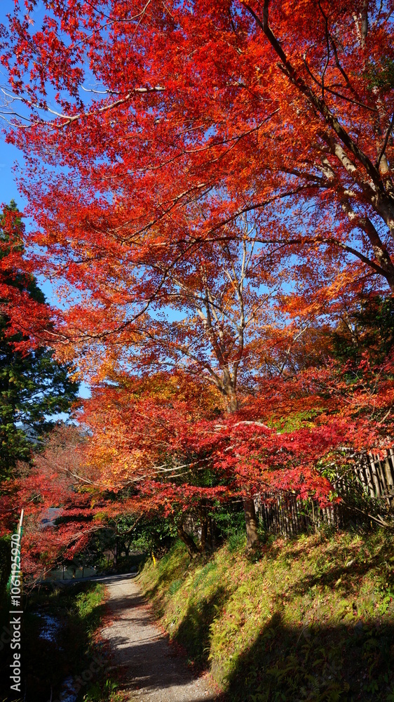 Naklejka premium 京都の紅葉