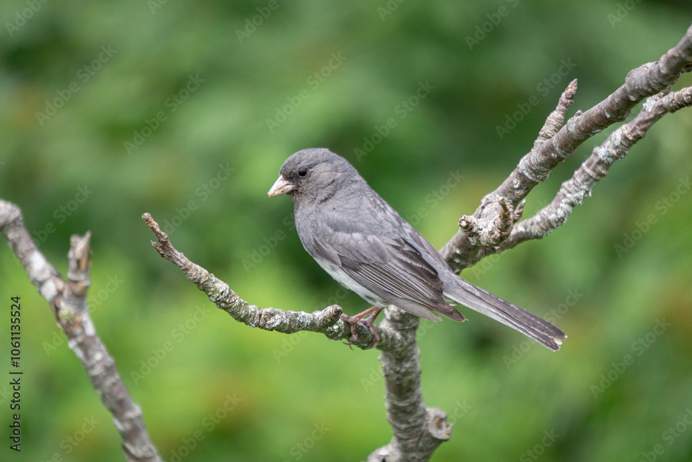 Dark-eyed junco (Junco hyemalis) perched on tree branch Dark-eyed junco (Junco hyemalis) perched on tree branch
