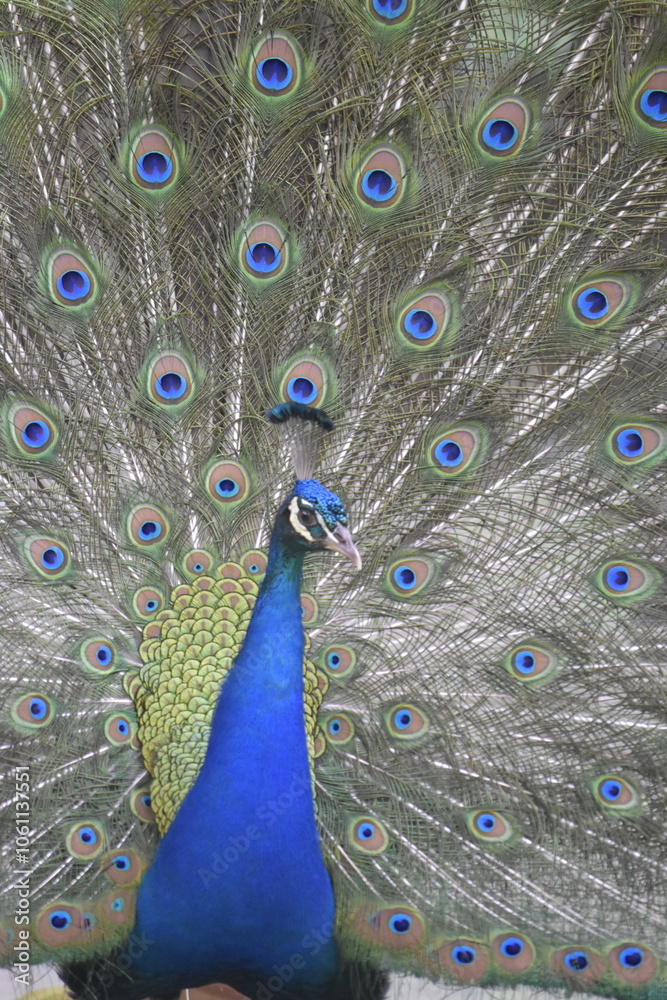 Fototapeta premium Wonderful and beautiful Peacock or Pavo cristatus displaying its colorful tail feathers. The green peafowl (Pavo muticus) or Indonesian peafowl or Java Green Peacock (Pavo muticus) potrait.