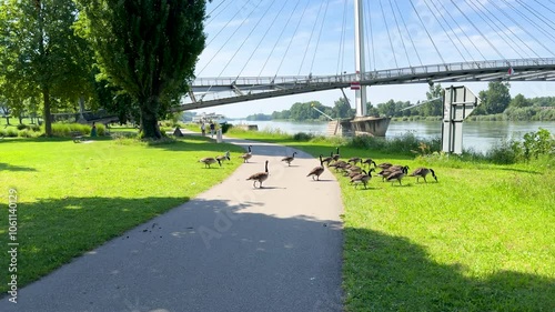 A flock of geese crosses a riverside path in Kehl, Germany, with the Passerelle des Deux Rives bridge between France and Germany in the background, set in a peaceful park scene.