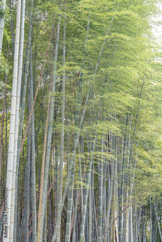 Bamboo thickets in the Japanese countryside