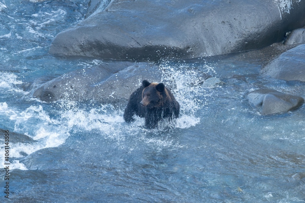 Fototapeta premium 河口で必死で鮭を捕まえるヒグマ