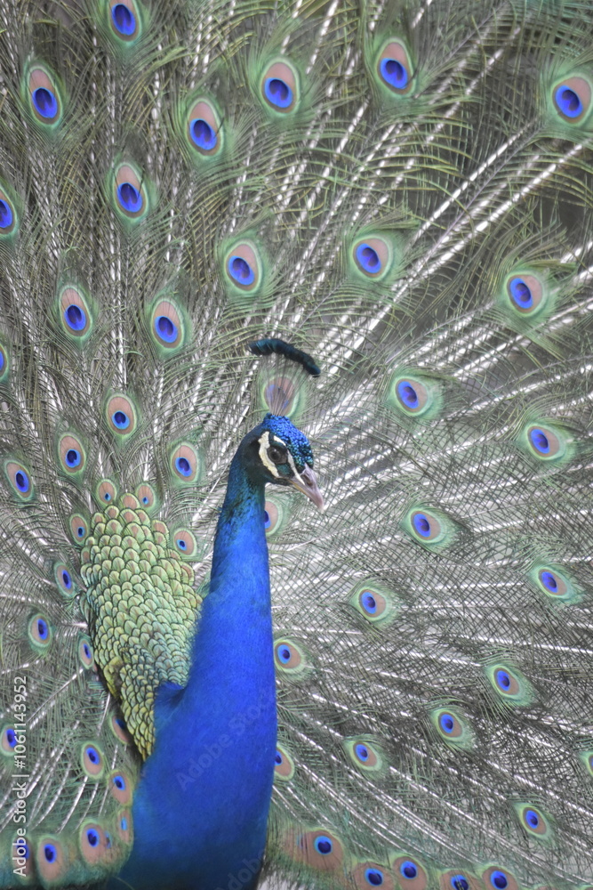 Obraz premium Wonderful and beautiful Peacock or Pavo cristatus displaying its colorful tail feathers. The green peafowl (Pavo muticus) or Indonesian peafowl or Java Green Peacock (Pavo muticus) potrait.
