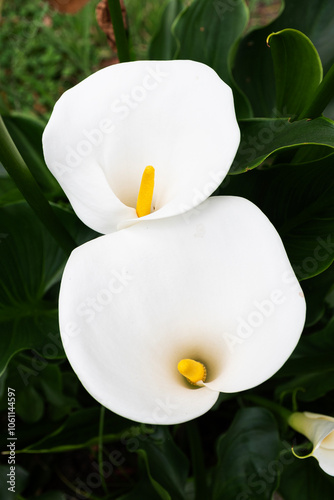 White lily