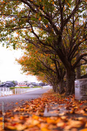 Autumn riverside paths surrounded by trees.