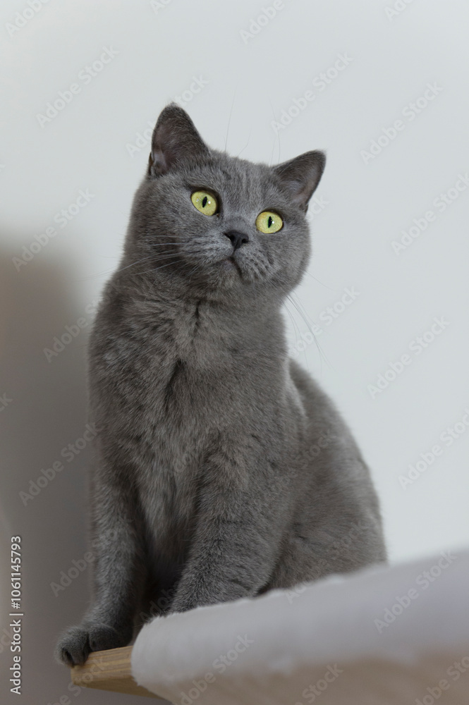Porträt einer Britisch Kurzhaar Katze Porträt einer Britisch Kurzhaar Katze